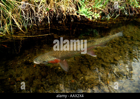 PF-51 4 lb RAINBOW IN MADISON RIVER Stockfoto