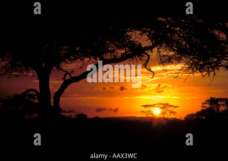 PK-5 SERENGETI ACACIA SONNENUNTERGANG Stockfoto