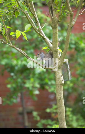 Graue Eichhörnchen im Garten Baum Vogel Muttern vom Anleger zu stehlen Stockfoto