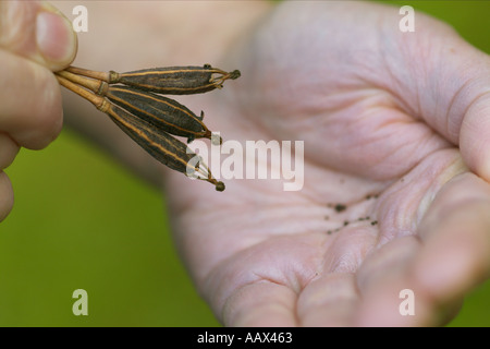 Sammeln von Samen aus getrocknetem Mohn Köpfe Stockfoto