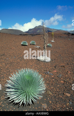 Elk214 4931 Hawaii Maui Haleakala NP Silversword Pflanzen im Haleakala Krater Stockfoto