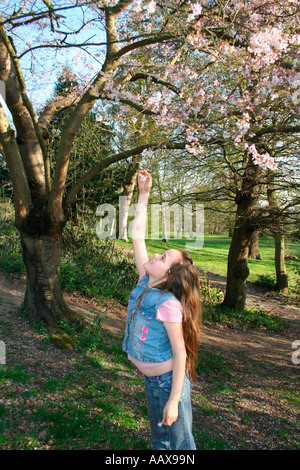 Blüte Baum blüht im Frühjahr Stockfoto