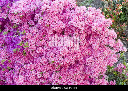 Leuchtend rosa und violette Frühlingsazaleen Blüten in voller Blüte. Nahaufnahme von Rhododendron var Doubrava Bush. Stockfoto