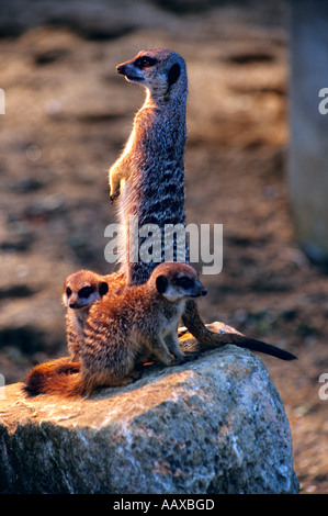 Erwachsener mit jungen Slender-tailed Erdmännchen.  Wissenschaftlicher Name;  Suricata suricatta Stockfoto