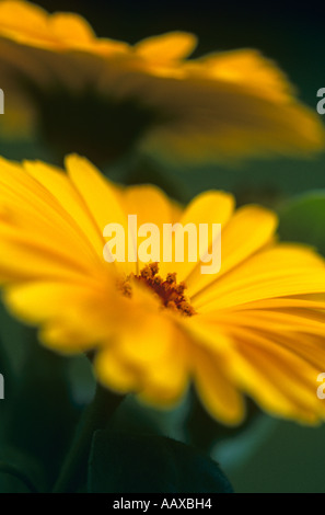 Ringelblume "Calypso gelb" Stockfoto