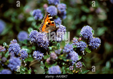 Ceanothus 'Blauer Hügel' (kalifornische Flieder), und kleiner Fuchs Schmetterling Stockfoto