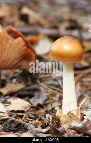 England Staffordshire Kinver Tawny Grisette Pilze Amanita Fulva und andere Pilze Stockfoto