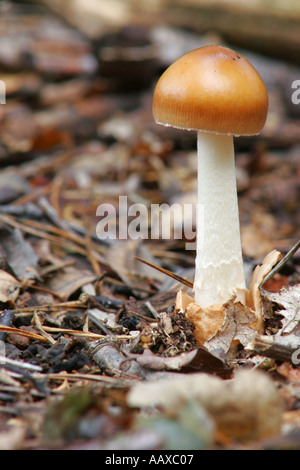 England Staffordshire Kinver Tawny Grisette Pilze Amanita fulva Stockfoto