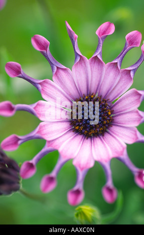 Makro Nahaufnahme Foto rosa Blüten Gelassenheit Osteospermum Rosa P Compositae Asteraceae A Scotland UK Stockfoto