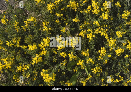 Gelbe Frühlingsblumen Hairy Greenweed oder seidig Blatt Woadwaxen - Genista pilosa Stockfoto