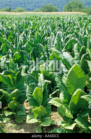 Tabak Ernte La Treyne Dordogne Tal Lot Frankreich Stockfoto