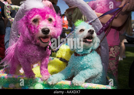 Haute Dog Ostern Parade Belmont Shores California Vereinigte Staaten von Amerika Stockfoto