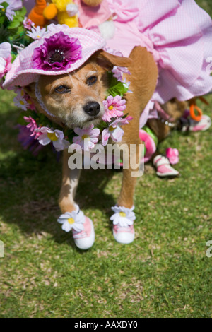 Haute Dog Ostern Parade Belmont Shores California Vereinigte Staaten von Amerika Stockfoto