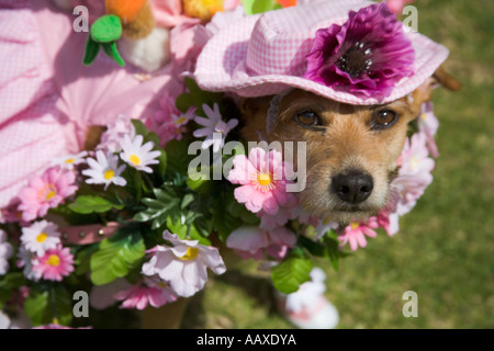 Haute Dog Ostern Parade Belmont Shores California Vereinigte Staaten von Amerika Stockfoto