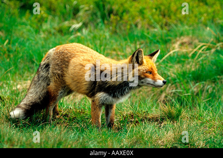 Rotfuchs Vulpes Vulpes Rotfuchs Vulpes vulpes Stockfoto