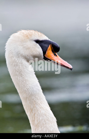 Höckerschwan Cygnus Olor Nahaufnahme von Kopf und Hals mit Fokus Hintergrund Priory Park Bedford Bedfordshire Stockfoto