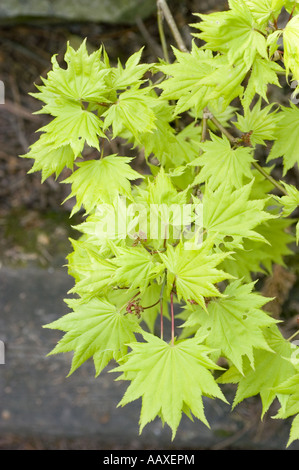 Blasse grüne Frühling Blätter Nahaufnahme von goldenen japanischen oder Fullmoon-Ahorn - Acer Shirasawanum Aureum Stockfoto