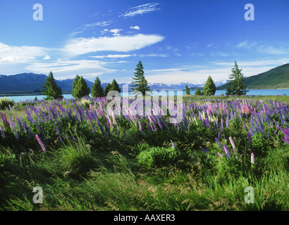 Bunte Lupinen in Südalpen auf Lake Tekapo auf der Südinsel Neuseelands Stockfoto