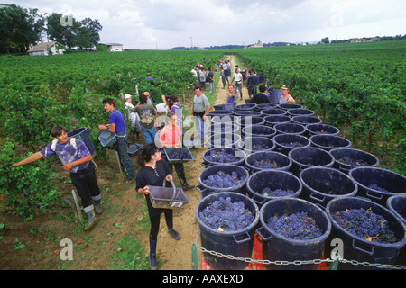 Die Ernte der Trauben (Vendange) in der Nähe von Dorf Saint Emilion in Bordeaux Region von Frankreich Stockfoto