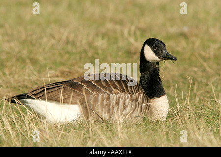 Tiere Voegel Gaensevoegel Kanadagans Kanadagans Branta canadensis Stockfoto