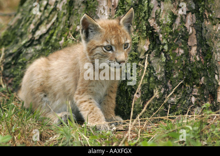 Junger Luchs Im Wildgeheges Granat in NRW Bei Klein Reeken Stockfoto