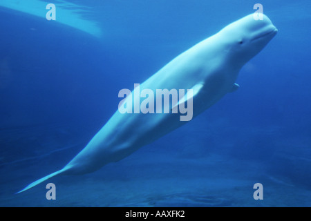 Beluga-Wal in Gefangenschaft in Vancouver aquarium Stockfoto