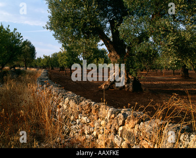 Olivenbäumen und alten Stein eingemauert Straße in Puglia Landschaft, Süditalien. Stockfoto