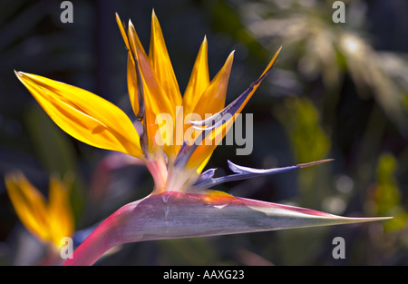 Horizontale Farbfoto einer perfekten Sonne beleuchtet Paradiesvogel Blume Stockfoto