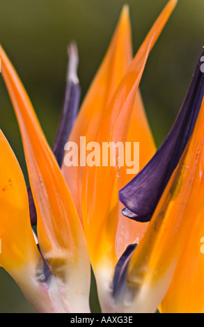 Vertikale Makro Farbfoto des orangefarbenen Blütenblätter und violette Honigdrüsen Paradiesvogel Blumen Stockfoto