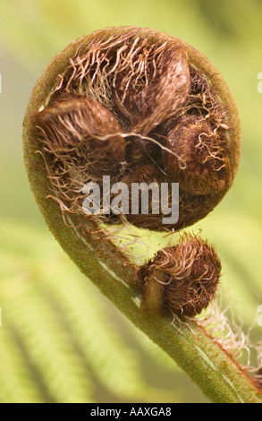 Ein Farbfoto vertikale Makro ein uncurling Farn Wedel voller Potenzial und Versprechen mit einem grünen Hintergrund Stockfoto