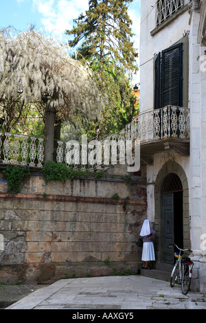 Weiße Wisteria in Lucca Toskana Italien Stockfoto