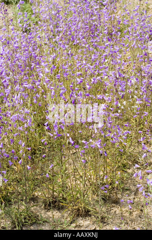 Viele violette Frühlingsblumen der sibirische Glockenblume - Campanula Sibirica, Sibirien Stockfoto