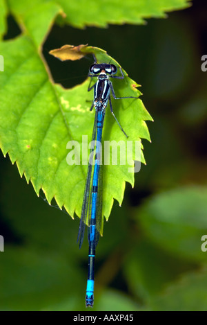 Draufsicht der männlichen Azure Damselfly Coenagrion Puella auf Bramble Blatt Stockfoto