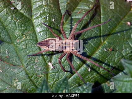 Eine Wolfspinne Pisaura Mirabilis auf ein Nesselblatt in Epping Forest London UK Stockfoto