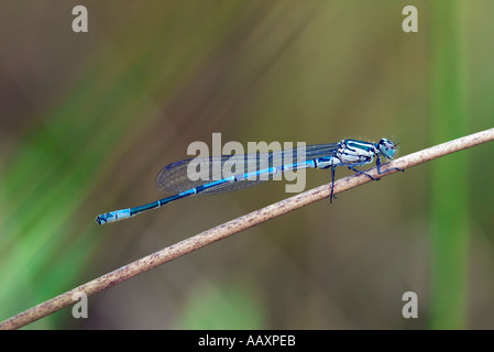 Makroaufnahme von männlichen Azure Damselfly Coenagrion puella Stockfoto