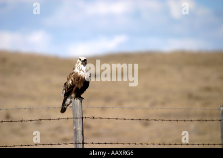 Birds Of Prey von Nordamerika, Weißkopf-Seeadler Haliaeetus leucocephalus Stockfoto