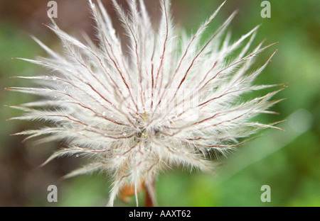 Nahaufnahme der Blüte Samen Anenome Pulsatilla Pasque Nationalpark Jostedalsbreen Norwegens Stockfoto