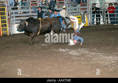 BULLENREITEN.  Cowboys, die ihre Fähigkeiten gegen raue und bösartig Bulls Lochfraß Stockfoto