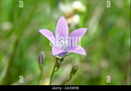 Nahaufnahme der Verbreitung Glockenblume Campanula patula Stockfoto