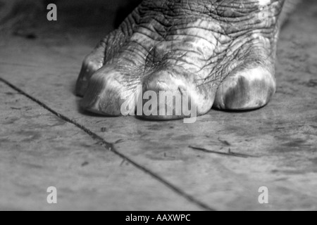 Nilpferd Hippopotamus amphibische; Auch genannt: Hippo; Bigfoot Stockfoto