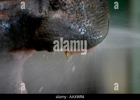 Nilpferd Hippopotamus amphibische; Auch genannt: Hippo.  Mund weit offen. Stockfoto