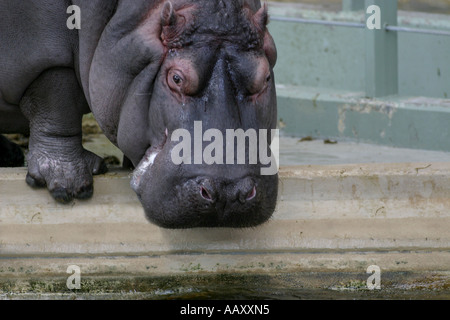 Nilpferd Hippopotamus amphibische; Auch genannt: Hippo Stockfoto