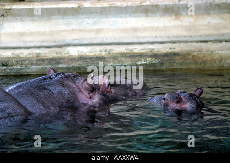 Nilpferd Hippopotamus amphibische; Auch genannt: Hippo Stockfoto