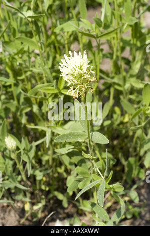 Weiße Blume und grünes Laub des ungarischen Klees (Trifolium pannonicum), ein Mitglied der Familie der Leguminosae, die in Europa und Asien beheimatet ist. Stockfoto