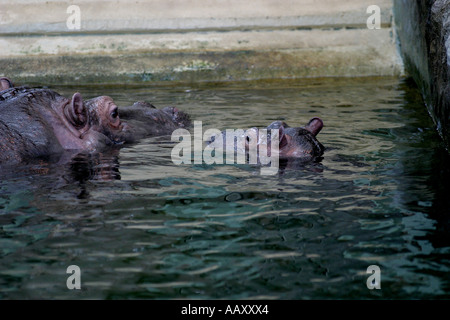 Nilpferd Hippopotamus amphibische; Auch genannt: Hippo Stockfoto