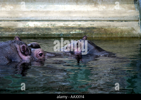 Nilpferd Hippopotamus amphibische; Auch genannt: Hippo Stockfoto