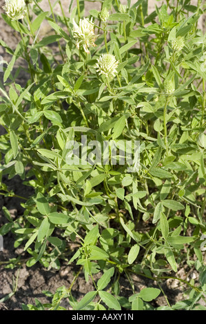 Ungarischer Klee (Trifolium pannonicum) mit weißen Blüten und grünem Laub. Eine mehrjährige Leguminosae-Pflanze, die in Europa und Asien beheimatet ist. Stockfoto