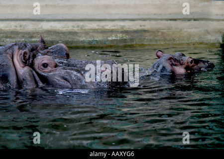 Nilpferd Hippopotamus amphibische; Auch genannt: Hippo Stockfoto