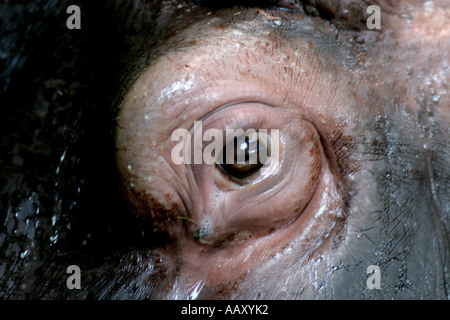Nilpferd Hippopotamus amphibische; Auch genannt: Hippo Stockfoto