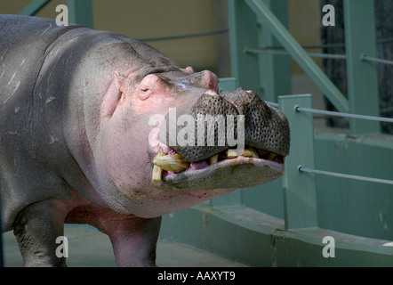 Nilpferd Hippopotamus amphibische; Auch genannt: Hippo Stockfoto
